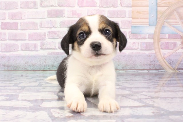 兵庫県のハーフ犬・ミックス犬 (Coo&RIKU神戸三宮店/2025年6月10日生まれ/女の子/トライカラー)の子犬の1枚目の画像