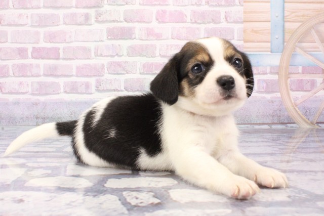 兵庫県のハーフ犬・ミックス犬 (Coo&RIKU神戸三宮店/2025年6月10日生まれ/女の子/トライカラー)の子犬の2枚目の画像