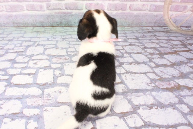 兵庫県のハーフ犬・ミックス犬 (Coo&RIKU神戸三宮店/2025年6月10日生まれ/女の子/トライカラー)の子犬の4枚目の画像