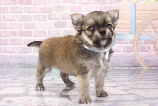 兵庫県のチワワ(ロング) (Coo&RIKU丹波店/2025年6月14日生まれ/男の子/フォーン)の子犬の2枚目の画像