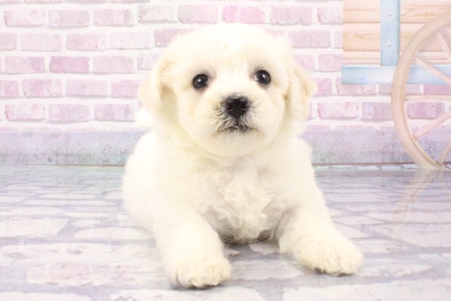 兵庫県のビションフリーゼ (Coo&RIKU伊丹店/2025年6月13日生まれ/女の子/ホワイト)の子犬の1枚目の画像