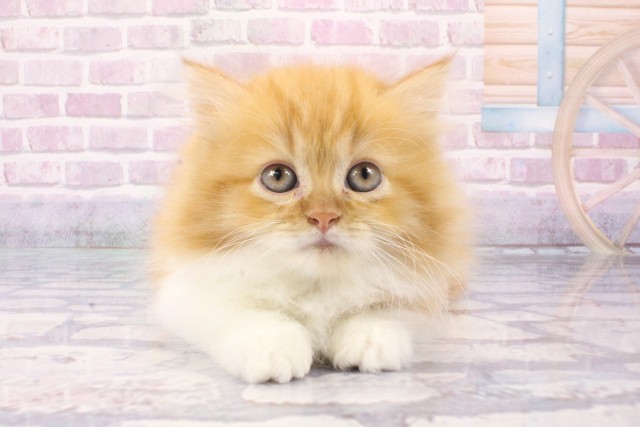 大阪府のミヌエット (Coo&RIKU茶屋町店/2025年6月8日生まれ/男の子/レッドタビーホワイト)の子猫の1枚目の画像