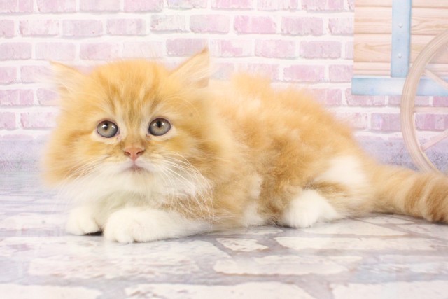 大阪府のミヌエット (Coo&RIKU茶屋町店/2025年6月8日生まれ/男の子/レッドタビーホワイト)の子猫の3枚目の画像