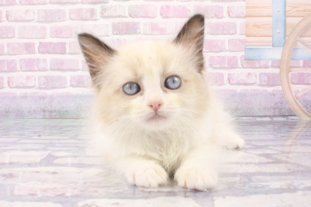大阪府のラグドール (Coo&RIKU阿倍野店/2025年6月11日生まれ/女の子/シールバイカラー)の子猫の1枚目の画像