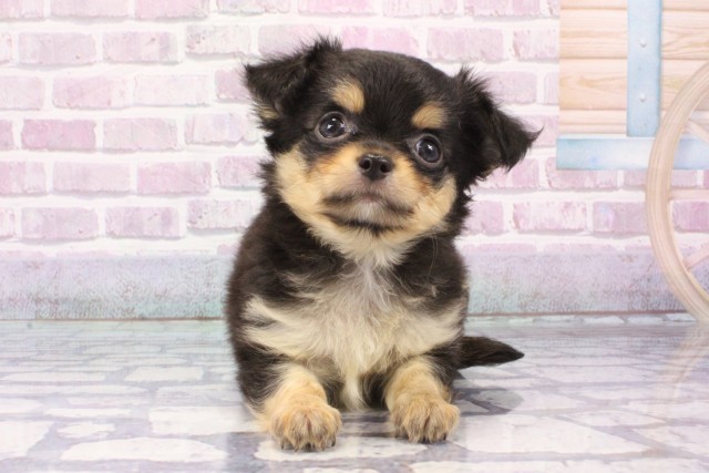 大阪府のチワワ(ロング) (Coo&RIKU和泉店/2025年6月15日生まれ/男の子/ブラックタン)の子犬