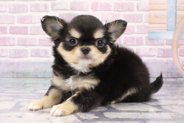 大阪府のチワワ(ロング) (Coo&RIKU梅田店/2025年6月13日生まれ/男の子/ブラックタンホワイト)の子犬の3枚目の画像
