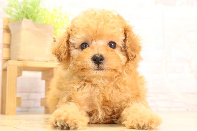 愛知県のトイプードル(トイ) (Coo&RIKU名古屋滝ノ水店/2025年6月14日生まれ/男の子/レッドフォーン)の子犬の1枚目の画像