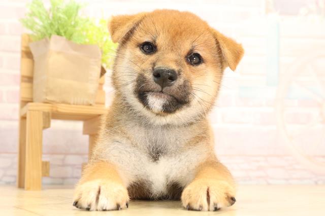愛知県の柴犬(標準サイズ) (Coo&RIKU名古屋中川店/2025年6月15日生まれ/男の子/赤)の子犬の1枚目の画像