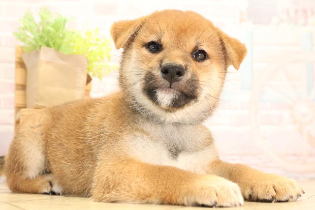 愛知県の柴犬(標準サイズ) (Coo&RIKU名古屋中川店/2025年6月15日生まれ/男の子/赤)の子犬の2枚目の画像