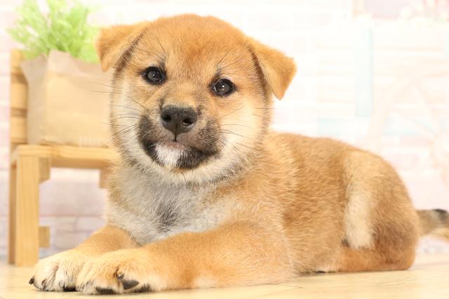 愛知県の柴犬(標準サイズ) (Coo&RIKU名古屋中川店/2025年6月15日生まれ/男の子/赤)の子犬の3枚目の画像