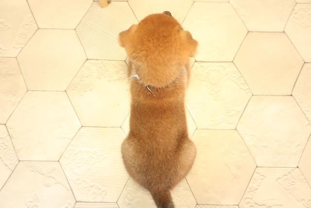愛知県の柴犬(標準サイズ) (Coo&RIKU名古屋中川店/2025年6月15日生まれ/男の子/赤)の子犬の4枚目の画像
