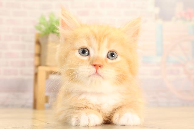 愛知県のサイベリアン (Coo&RIKU岡崎店/2025年6月15日生まれ/女の子/レッドタビーホワイト)の子猫の1枚目の画像