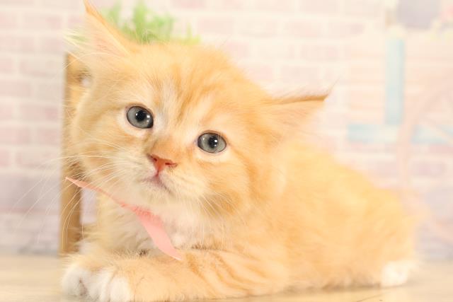愛知県のサイベリアン (Coo&RIKU岡崎店/2025年6月15日生まれ/女の子/レッドタビーホワイト)の子猫の3枚目の画像