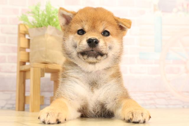愛知県の柴犬(標準サイズ) (Coo&RIKU名古屋みなと店/2025年6月15日生まれ/女の子/赤)の子犬の1枚目の画像