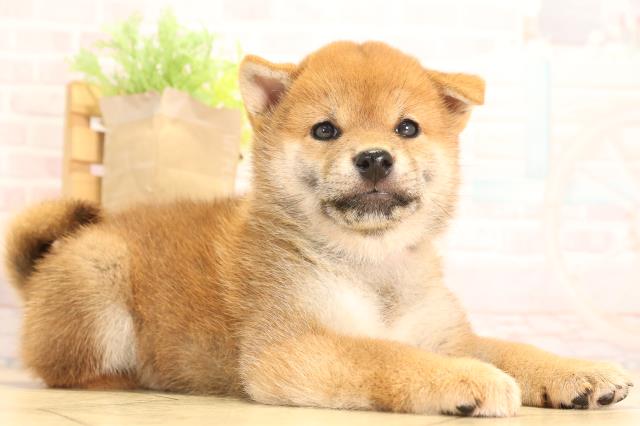 愛知県の柴犬(標準サイズ) (Coo&RIKU名古屋みなと店/2025年6月15日生まれ/女の子/赤)の子犬の2枚目の画像