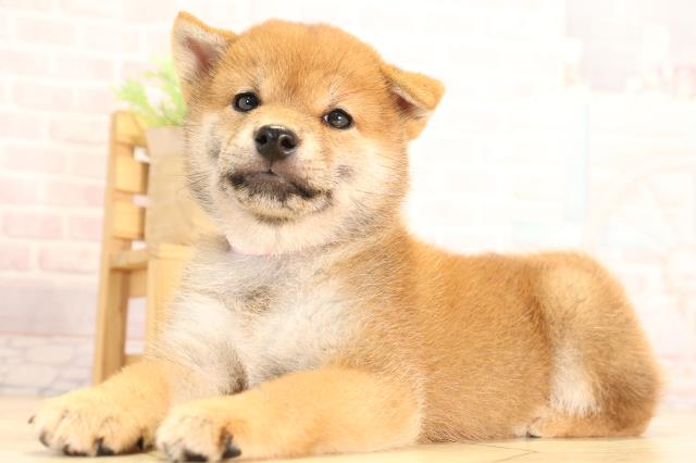 愛知県の柴犬(標準サイズ) (Coo&RIKU名古屋みなと店/2025年6月15日生まれ/女の子/赤)の子犬の3枚目の画像