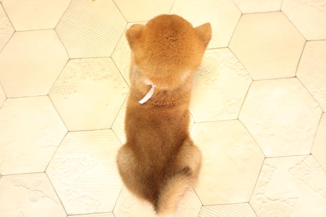 愛知県の柴犬(標準サイズ) (Coo&RIKU名古屋みなと店/2025年6月15日生まれ/女の子/赤)の子犬の4枚目の画像