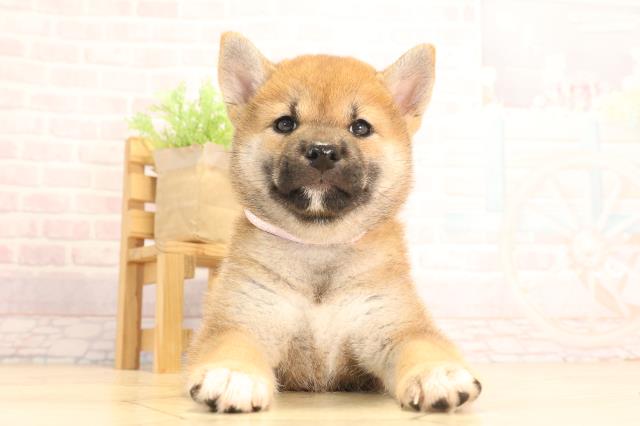 愛知県の柴犬(標準サイズ) (Coo&RIKU豊橋店/2025年6月15日生まれ/女の子/赤)の子犬