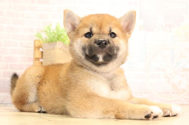 愛知県の柴犬(標準サイズ) (Coo&RIKU豊橋店/2025年6月15日生まれ/女の子/赤)の子犬の2枚目の画像