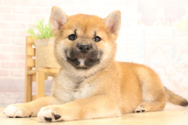 愛知県の柴犬(標準サイズ) (Coo&RIKU豊橋店/2025年6月15日生まれ/女の子/赤)の子犬の3枚目の画像