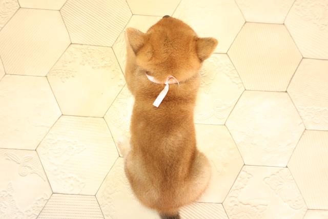 愛知県の柴犬(標準サイズ) (Coo&RIKU豊橋店/2025年6月15日生まれ/女の子/赤)の子犬の4枚目の画像