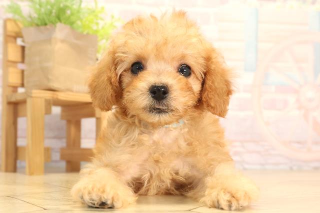 愛知県のトイプードル(トイ) (Coo&RIKU東海店/2025年6月12日生まれ/男の子/アプリコット)の子犬の1枚目の画像