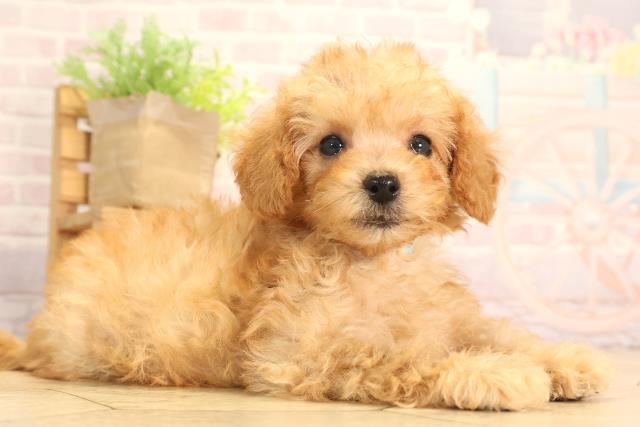 愛知県のトイプードル(トイ) (Coo&RIKU東海店/2025年6月12日生まれ/男の子/アプリコット)の子犬の2枚目の画像