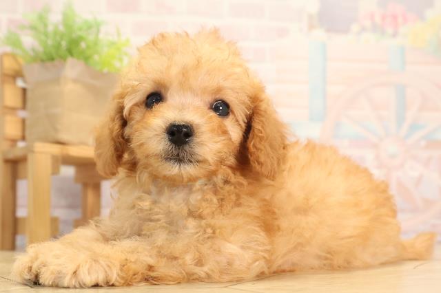 愛知県のトイプードル(トイ) (Coo&RIKU東海店/2025年6月12日生まれ/男の子/アプリコット)の子犬の3枚目の画像