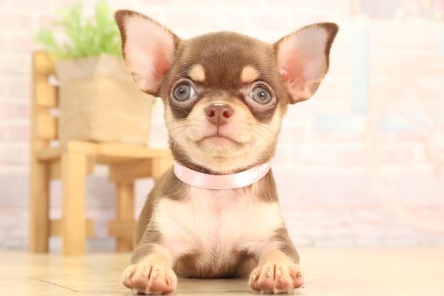 愛知県のチワワ(スムース) (Coo&RIKU半田店/2025年6月15日生まれ/女の子/チョコレートタン)の子犬の1枚目の画像