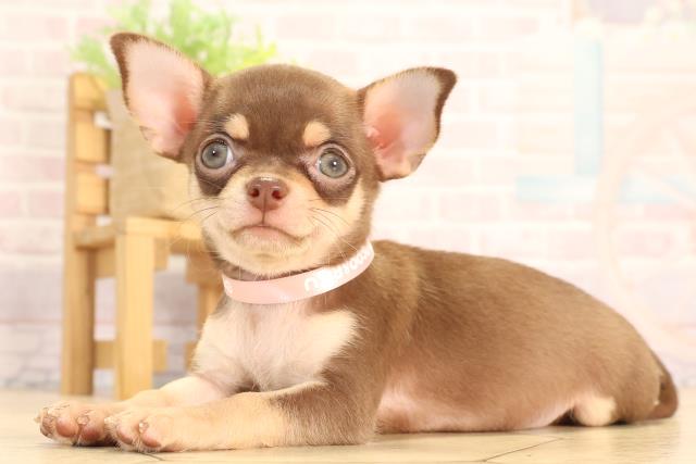 愛知県のチワワ(スムース) (Coo&RIKU半田店/2025年6月15日生まれ/女の子/チョコレートタン)の子犬の3枚目の画像