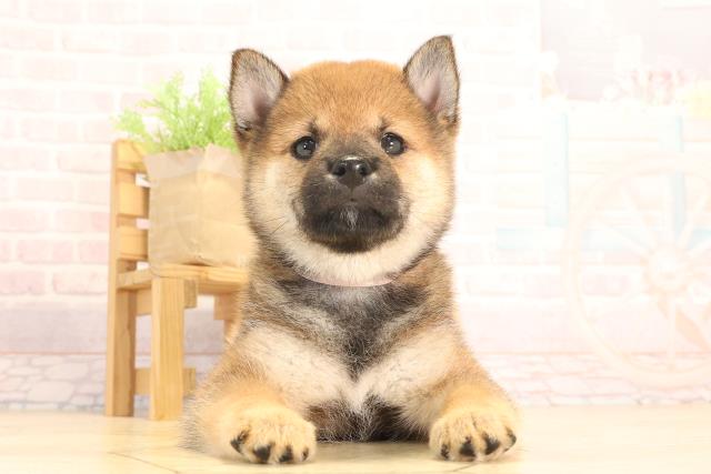 豆柴