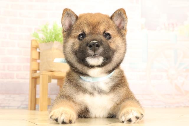 三重県の豆柴 (Coo&RIKU津高茶屋店/2025年6月14日生まれ/男の子/赤)の子犬の1枚目の画像
