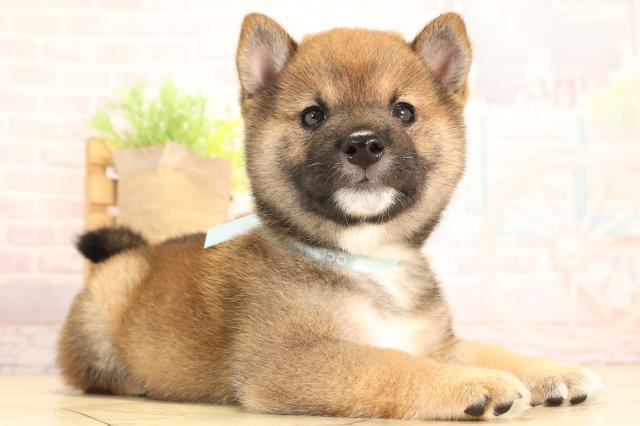 三重県の豆柴 (Coo&RIKU津高茶屋店/2025年6月14日生まれ/男の子/赤)の子犬の2枚目の画像