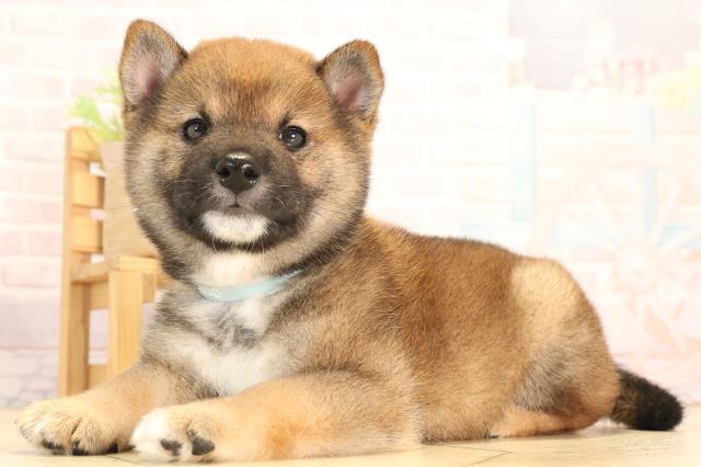 三重県の豆柴 (Coo&RIKU津高茶屋店/2025年6月14日生まれ/男の子/赤)の子犬の3枚目の画像