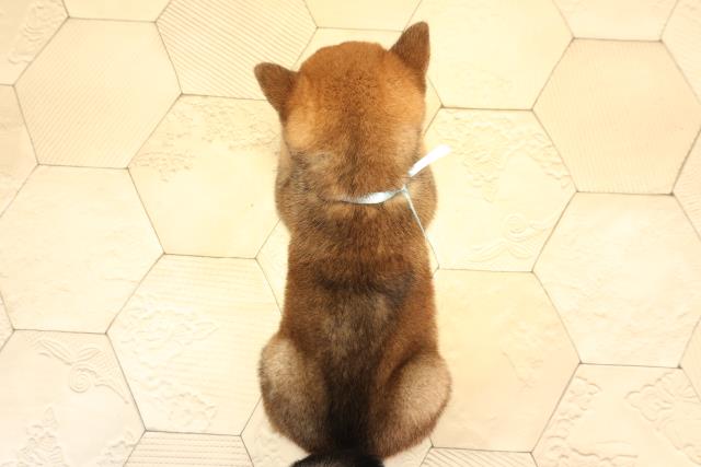 三重県の豆柴 (Coo&RIKU津高茶屋店/2025年6月14日生まれ/男の子/赤)の子犬の4枚目の画像