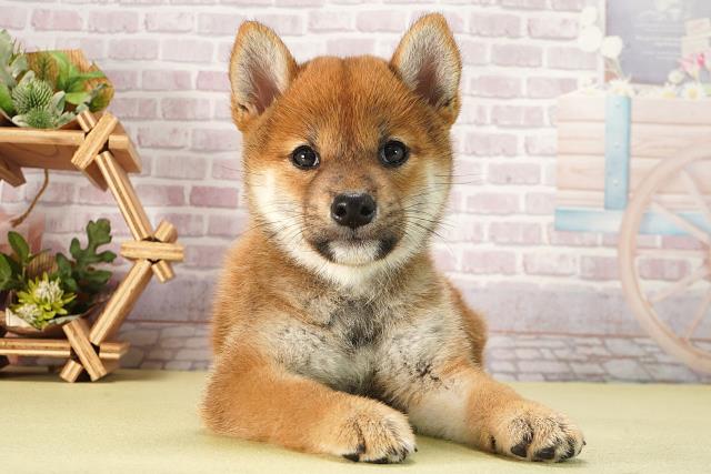 愛知県の柴犬(標準サイズ) (Coo&RIKU東海店/2025年6月13日生まれ/女の子/赤)の子犬の1枚目の画像