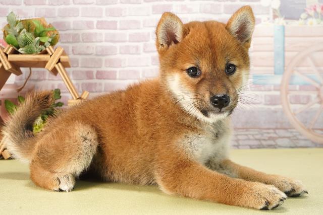 愛知県の柴犬(標準サイズ) (Coo&RIKU東海店/2025年6月13日生まれ/女の子/赤)の子犬の2枚目の画像