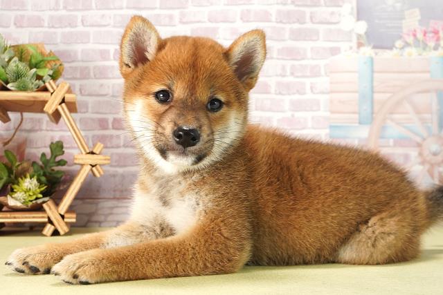 愛知県の柴犬(標準サイズ) (Coo&RIKU東海店/2025年6月13日生まれ/女の子/赤)の子犬の3枚目の画像