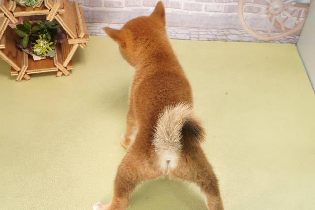 愛知県の柴犬(標準サイズ) (Coo&RIKU東海店/2025年6月13日生まれ/女の子/赤)の子犬の4枚目の画像