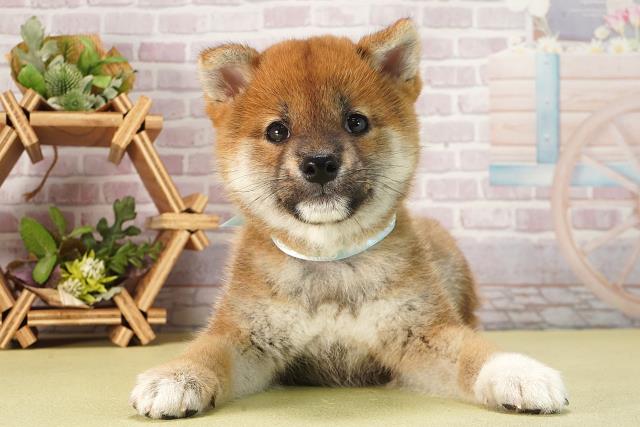 柴犬
