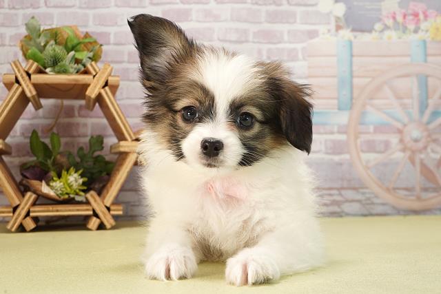 愛知県のパピヨン (Coo&RIKU豊橋店/2025年6月13日生まれ/女の子/ホワイトブラウン)の子犬の1枚目の画像