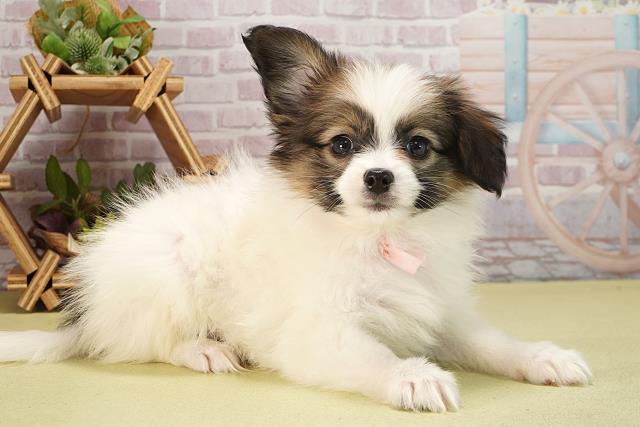 愛知県のパピヨン (Coo&RIKU豊橋店/2025年6月13日生まれ/女の子/ホワイトブラウン)の子犬の2枚目の画像