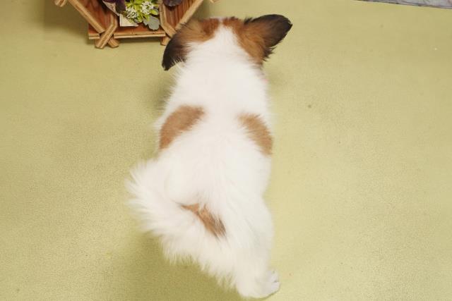 愛知県のパピヨン (Coo&RIKU半田店/2025年6月13日生まれ/女の子/ホワイトブラウン)の子犬の4枚目の画像