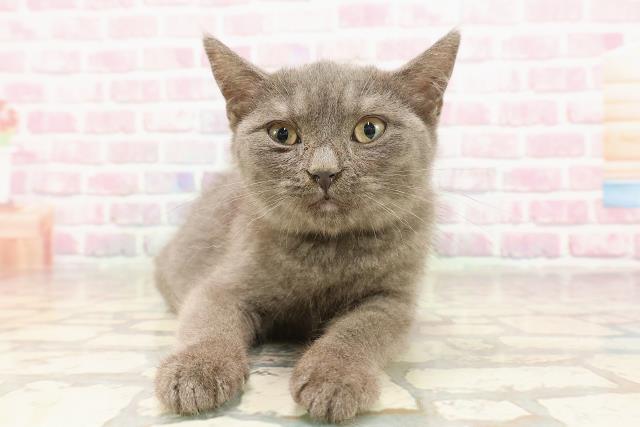 北海道のマンチカン (Coo&RIKU室蘭店/2025年6月8日生まれ/男の子/ブルー)の子猫