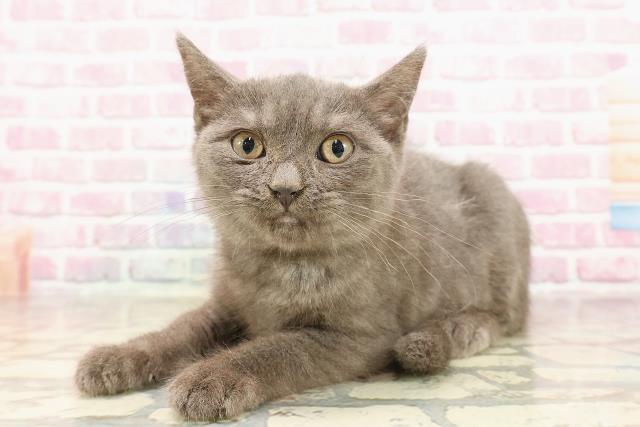 北海道のマンチカン (Coo&RIKU室蘭店/2025年6月8日生まれ/男の子/ブルー)の子猫の2枚目の画像