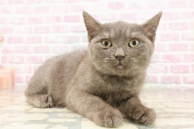 北海道のマンチカン (Coo&RIKU室蘭店/2025年6月8日生まれ/男の子/ブルー)の子猫の3枚目の画像