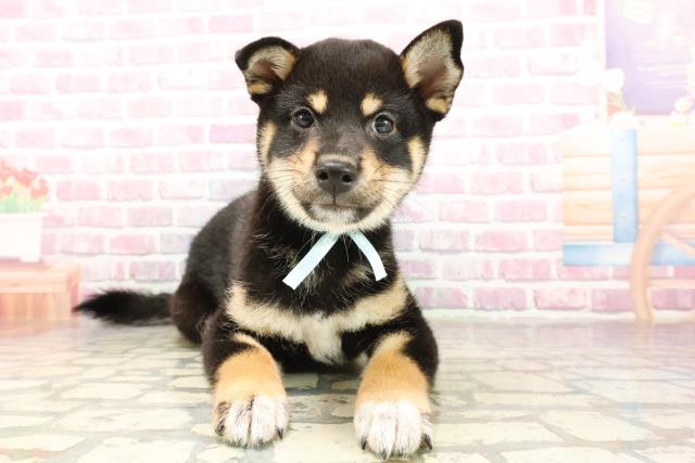 柴犬