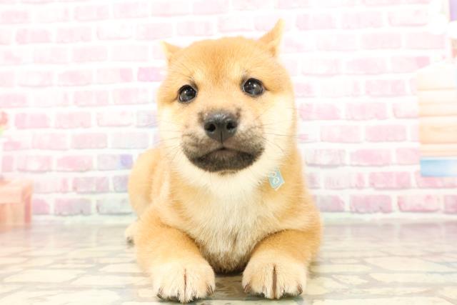 埼玉県の豆柴 (Coo&RIKUアニマルケアセンター大宮/2025年6月12日生まれ/男の子/赤)の子犬の1枚目の画像