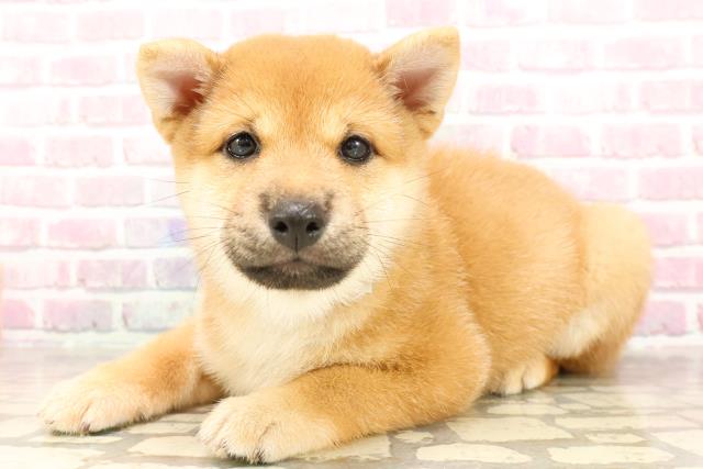 埼玉県の豆柴 (Coo&RIKUアニマルケアセンター大宮/2025年6月12日生まれ/男の子/赤)の子犬の2枚目の画像