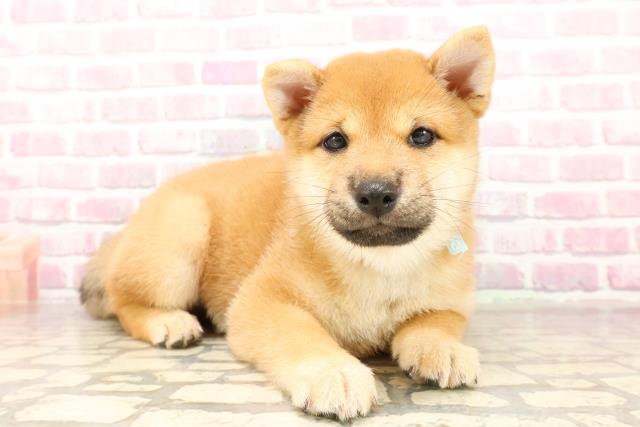 埼玉県の豆柴 (Coo&RIKUアニマルケアセンター大宮/2025年6月12日生まれ/男の子/赤)の子犬の3枚目の画像